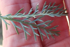 Lasiospermum bipinnatum