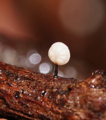 Marasmius alveolaris