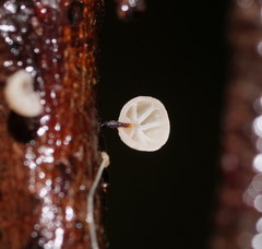 Marasmius alveolaris
