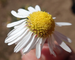 Lasiospermum bipinnatum