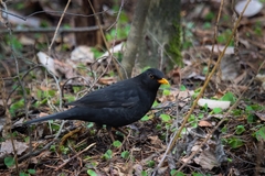 Turdus merula