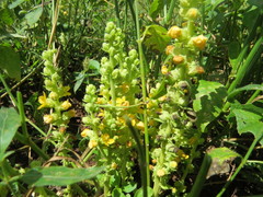 Alectra orobanchoides