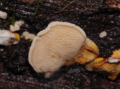 Gloeoporus phlebophorus