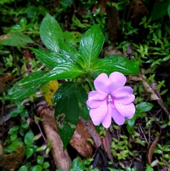 Impatiens platypetala