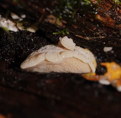 Gloeoporus phlebophorus