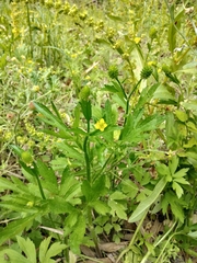 Ranunculus chinensis