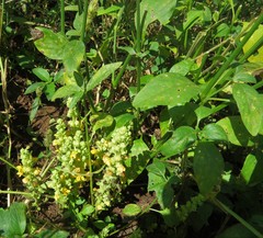 Alectra orobanchoides