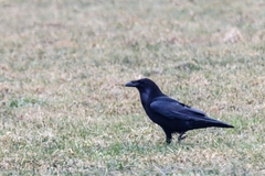 Corvus corax
