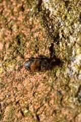 Omosita discoidea
