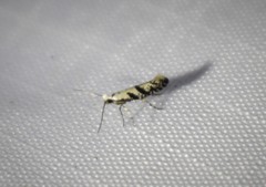 Argyresthia austerella