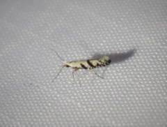 Argyresthia austerella