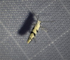 Argyresthia austerella