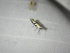 Argyresthia austerella
