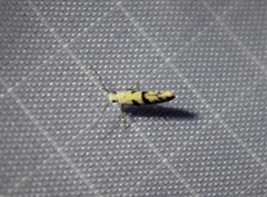 Argyresthia austerella