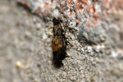 Omosita discoidea