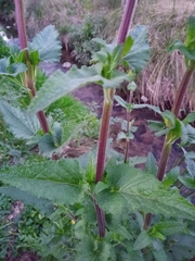 Scrophularia scorodonia