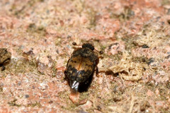 Omosita discoidea