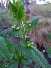 Scrophularia scorodonia