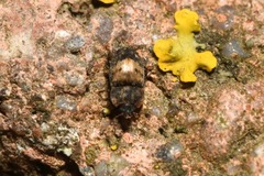 Omosita discoidea