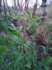 Scrophularia scorodonia