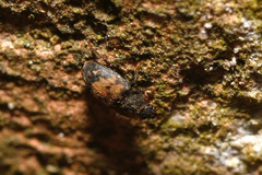 Omosita discoidea