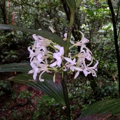 Corymborkis veratrifolia