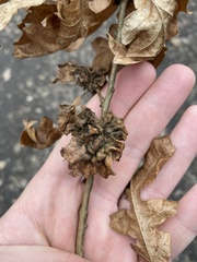 Andricus multiplicatus