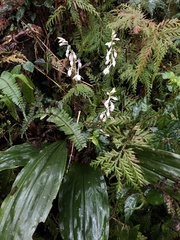 Calanthe aristulifera