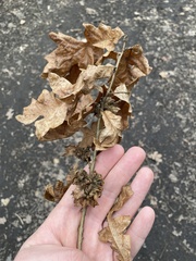 Andricus multiplicatus