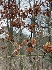 Andricus multiplicatus