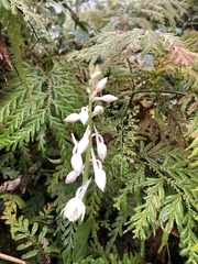 Calanthe aristulifera