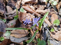 Scilla bifolia