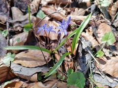 Scilla bifolia