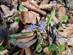 Scilla bifolia