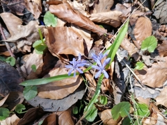 Scilla bifolia