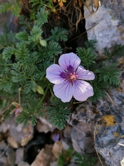 Erodium foetidum