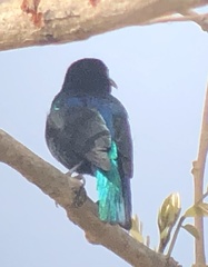 Cinnyris coccinigastrus