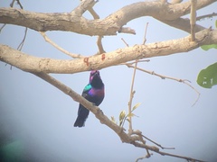 Cinnyris coccinigastrus