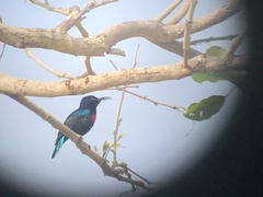 Cinnyris coccinigastrus