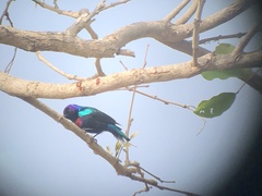 Cinnyris coccinigastrus