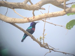 Cinnyris coccinigastrus