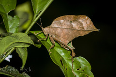 Typophyllum bolivari