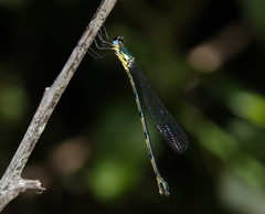 Synlestes selysi