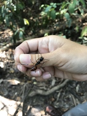Dinomyrmex gigas borneensis