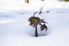 Helleborus purpurascens