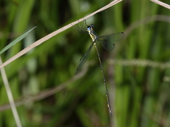 Synlestes selysi