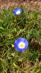 Convolvulus tricolor