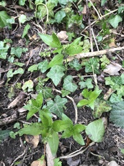 Mercurialis perennis