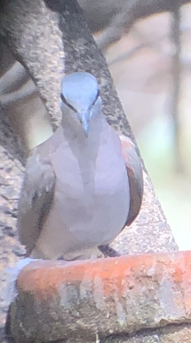 Black-billed Wood Dove (Turtur abyssinicus), photo 7