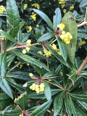 Berberis julianae